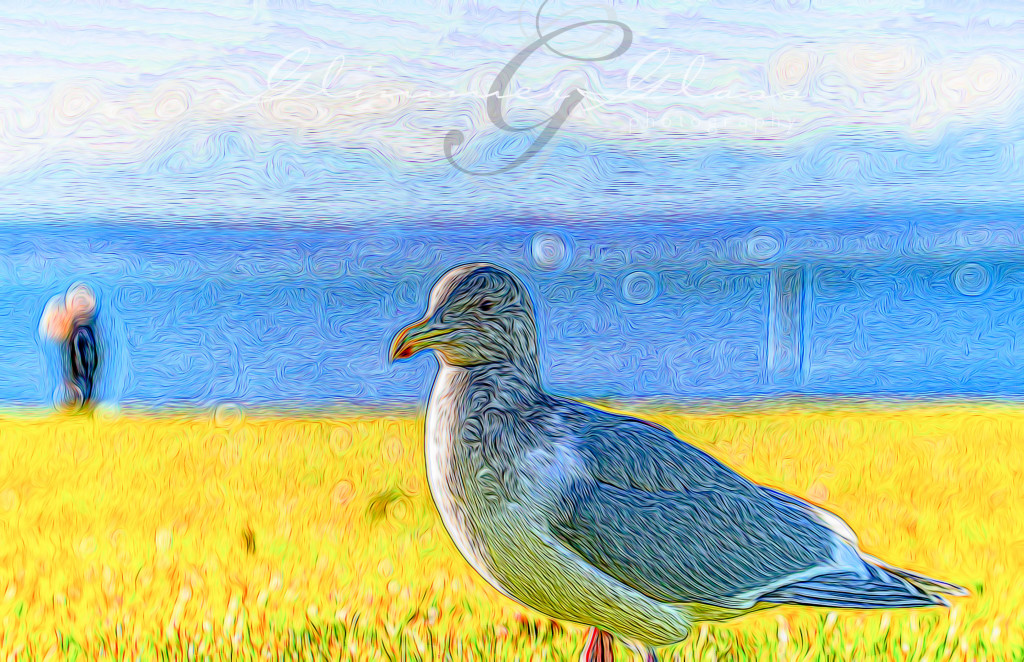 Seagull at Marina Beach in Edmonds. Filtered with "Squiggle Lines" and saturated in Lightroom to look like a VanGogh painting. 