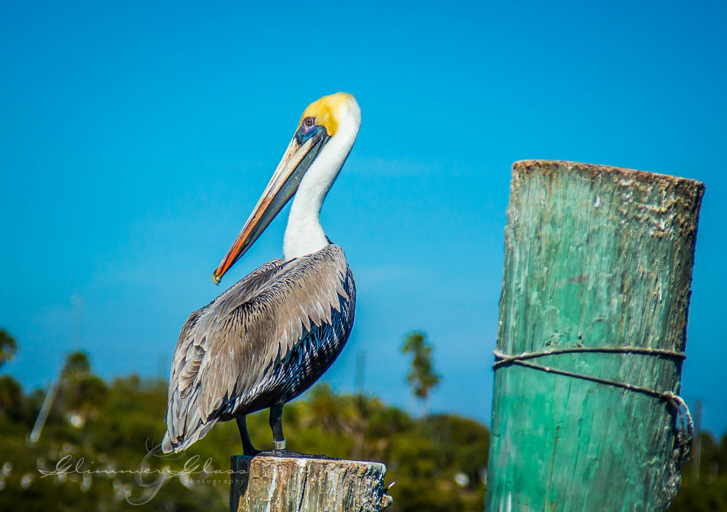 Pelican on the Pier  New Smyrna Beach, FL