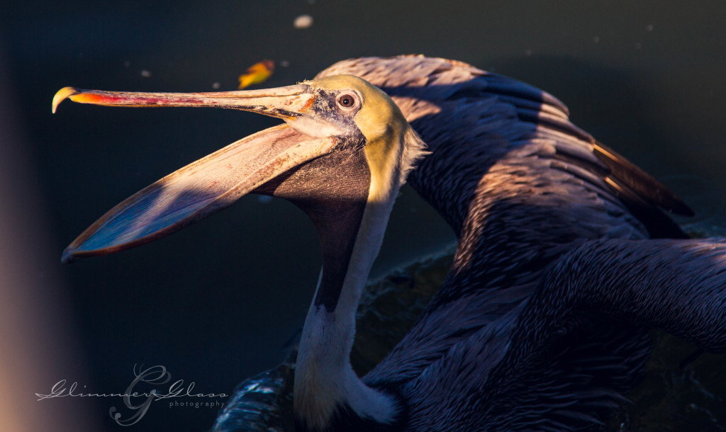 Pelican Begging at the dock