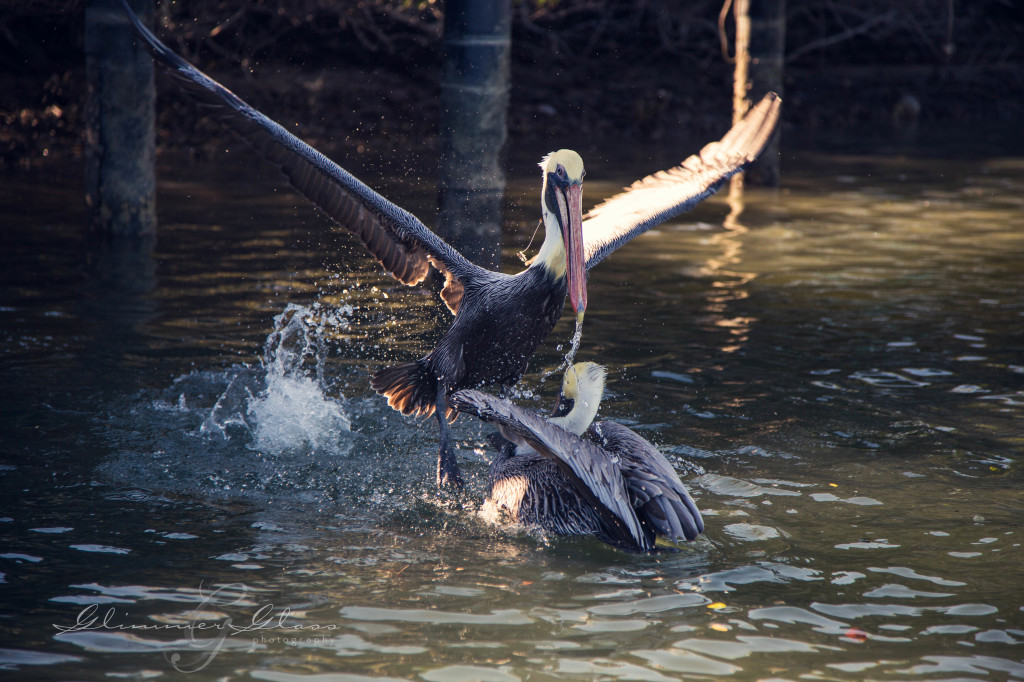 Pelicans don't like to share.